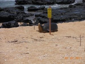 Hawaiian monk seal on the beach