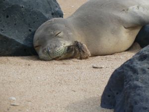 Hawaiian monk seal RK54